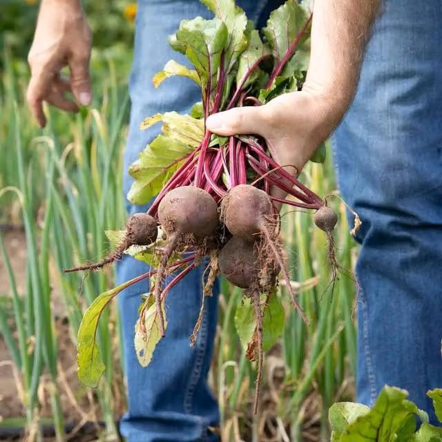 Marshalls Garden Baby Beet Action F1 Sweet Tender Beetroot Seeds, Red, 380 Seeds