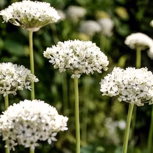 YouGarden Mixed Allium Bulb Collection, Set of 200 Bulbs in Purple and White Varieties – 3