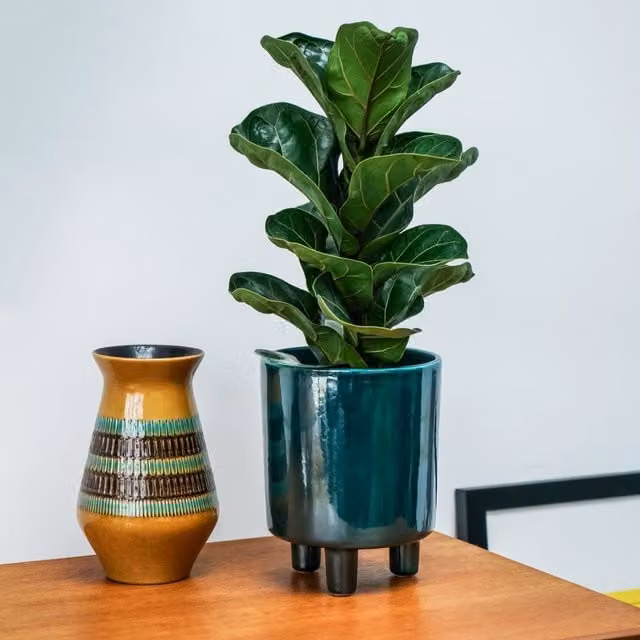 Ivyline Pisa Ceramic Planter in Green, H24 x D20 cm