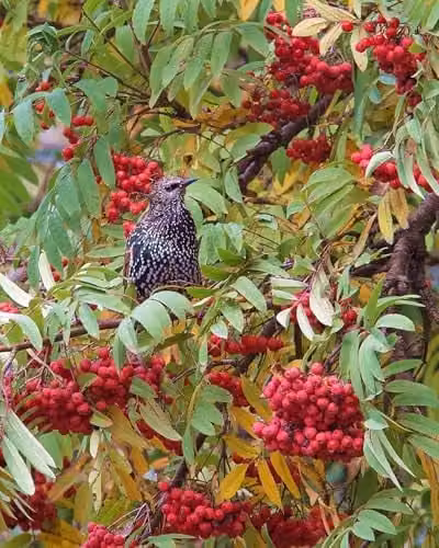 F&G Supplies Rowan Sorbus Acuparia Mountain Ash Native Hedge Plants, Bare Root Deciduous Tree Saplings, Height: 150 cm
