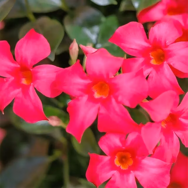 Plant Theory Sundaville Series Mandevilla Primrose Pink Flowering Climber Houseplant, Pot Size: 10.5 cm, Green