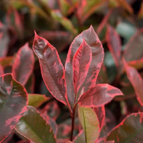 Thompson & Morgan Photinia fraseri Louise Evergreen Variegated Shrub, Red Foliage, 9cm Pot