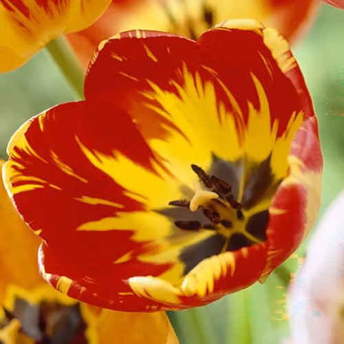 YouGarden Tulip Rembrandt Mix Multicolour, 30 Bulbs – 2