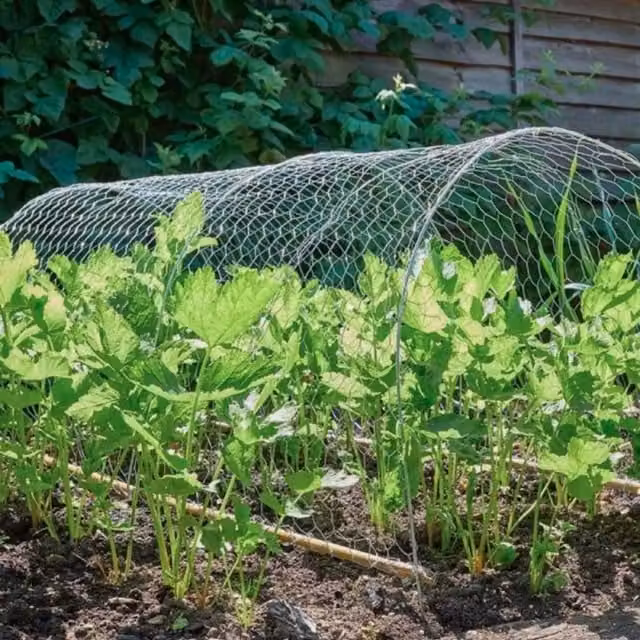 Garden Mile Galvanised Steel Chicken Wire Mesh, Silver, W: 50 cm, L: 20 m