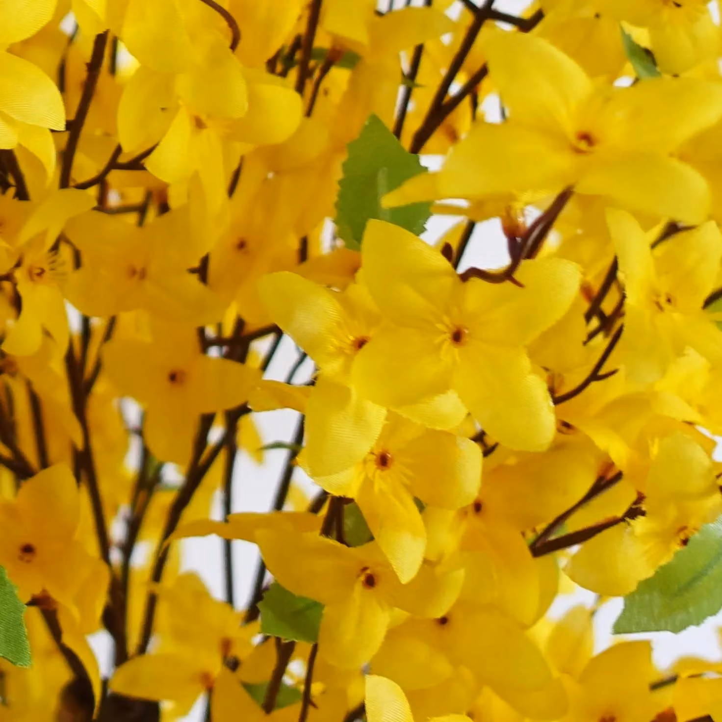 Leaf Design UK Yellow Artificial Forsythia Tree, Height: 150 cm – 3