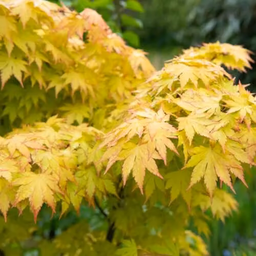 Thompson & Morgan Acer palmatum Orange Dream Hardy Japanese Maple Ornamental Tree, 1x 15cm Potted Plant – 4