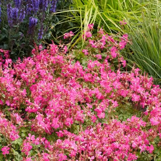 Marshalls Garden Geranium Intense Neon-Pink Groundcover Perennial, 3 x 9cm Plants