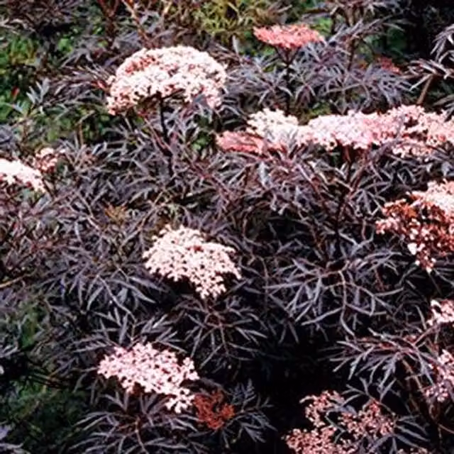 Direct Plants Sambucus Nigra Black Lace Ornamental Shrub, Pink/Purple, 3L Pot