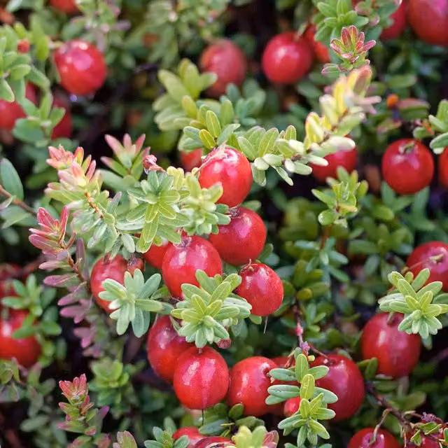 Marshalls Garden Cranberry Pilgrim Red Perennial Berry Bush