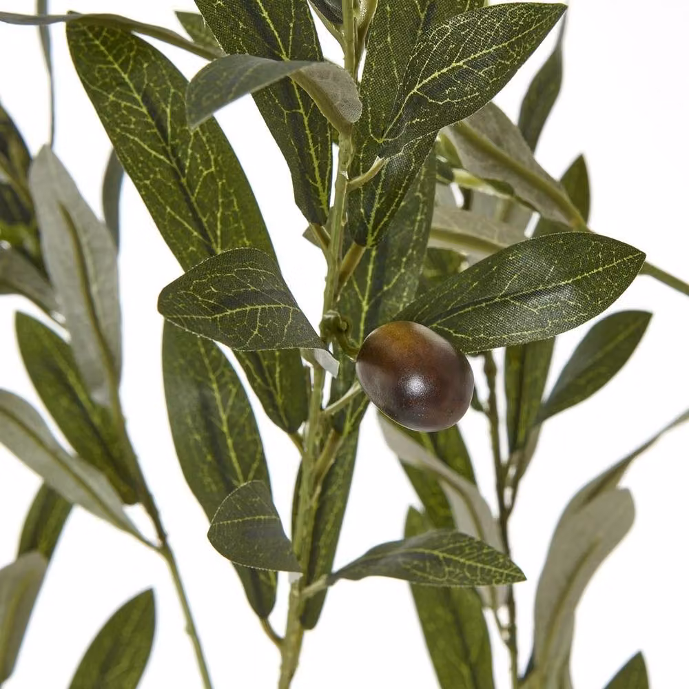 Lemon Pavilion Apulia Olive Tree in Green Pot, Height: 180 cm – 3
