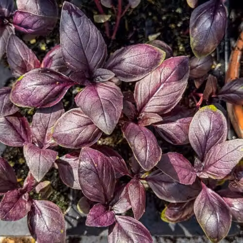 Thompson & Morgan Basil Basilicious Velvet-Spice F1 Purple Half-Hardy Annual Herb Seeds, 100 Seeds