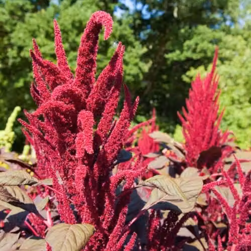 Thompson & Morgan Amaranthus Red Garnet Flower Seeds, 1000 Seeds