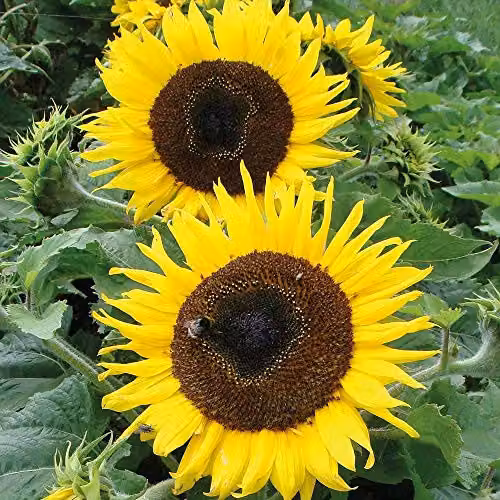 Thompson and Morgan Sunflower Choco Sun Seeds, Hardy Annual Flowering Garden Plants, 10 Seeds per Packet – 1