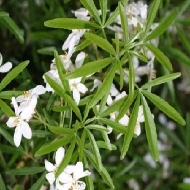 Direct Plants Choisya Dazzler Fragrant Evergreen Ornamental Shrub in a 5 Litre Pot, White