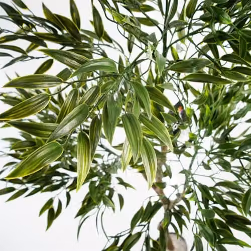 LeafUK UV Resistant Artificial Japanese Ficus Tree in Green, Height: 120 cm – 3