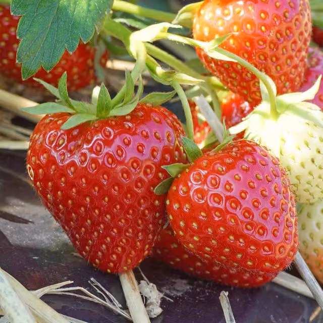 Marshalls Garden Strawberry Allegro Red, 25 g