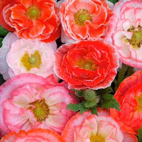 Thompson & Morgan Poppy Falling in Love Seeds, Salmon, Coral and Red Picotee Hardy Annual Flowers, 1000 Seeds