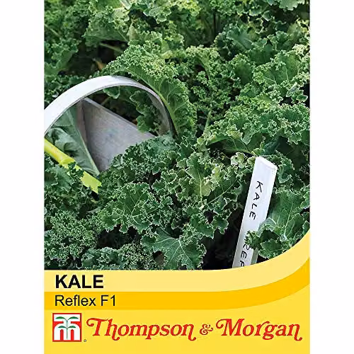Thompson and Morgan Kale Reflex F1 Hybrid Vegetable Seeds, 30 Seeds per Packet – 2
