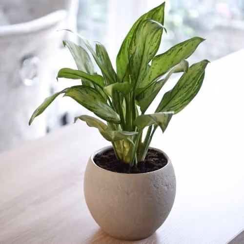 Thompson & Morgan Aglaonema Christina Chinese Evergreen Indoor House Plant with Silvery-Green Variegated Leaves, 2 x 12cm Pots