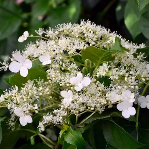 Thompson and Morgan Hydrangea petiolaris Climbing Hydrangea with White Blooms, 2 x 9 Litre Pots