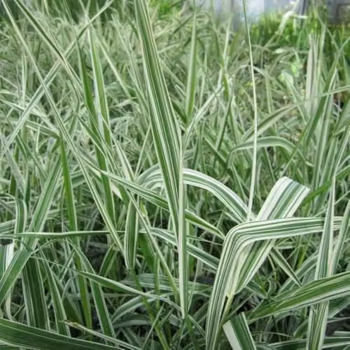 Thompson & Morgan Phalaris arundinacea VAR. picta Gardener's Garters Perennial Ornamental Plants, 2 x 9cm Pots