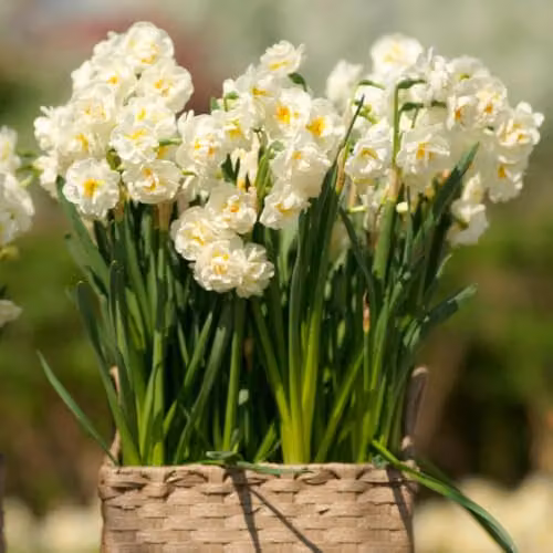 YouGarden Narcissus Bridal Crown Fragrant White Double Daffodil Bulbs, 30 Bulbs – 2