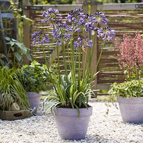 Thompson & Morgan Agapanthus Poppin Purple Hardy Perennial Garden Plant with Purple Summer Flowers in a 9cm Pot – 3