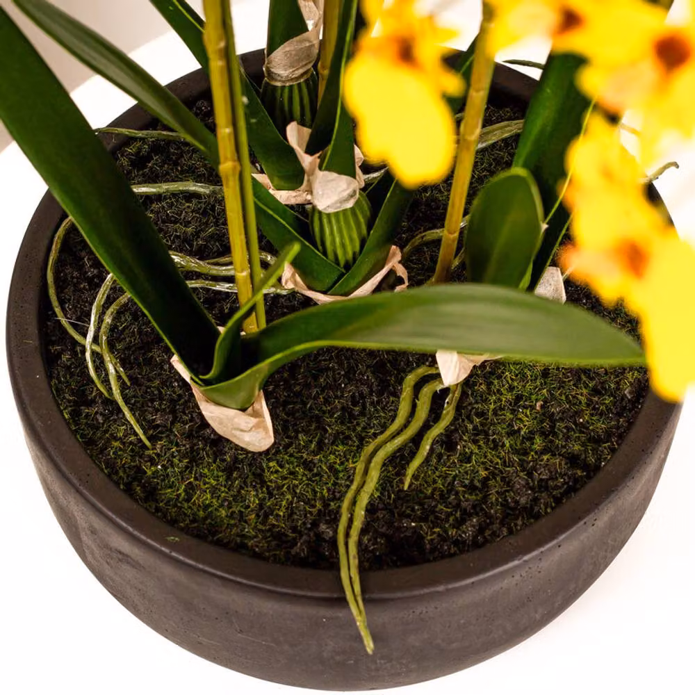 Scottish Everlastings Ltd Yellow Dancing Orchid in a Black Ceramic Pot, Height: 71 cm – 3