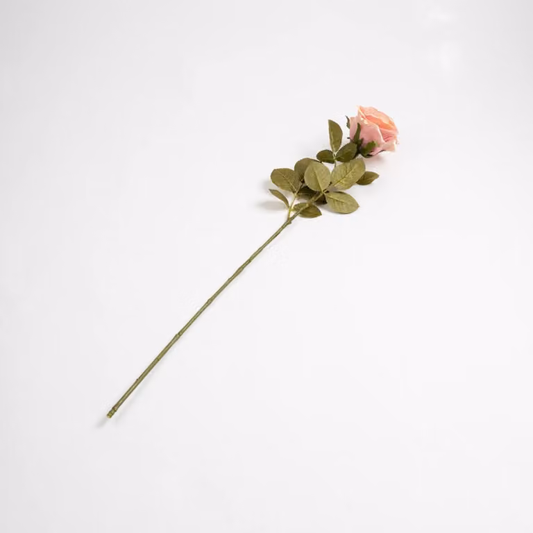 Scottish Everlastings Ltd Pink Rose Stem Pack of 6, Height: 70 cm