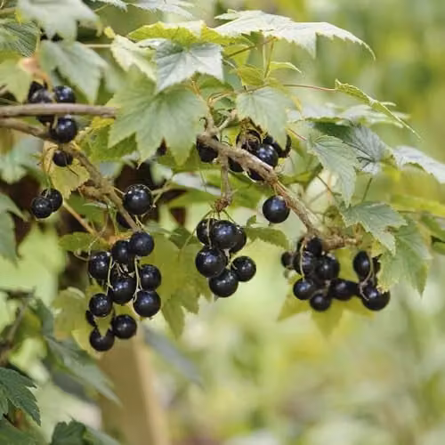 Thompson & Morgan Blackcurrant Ben Alder Potted Fruit Bush, 3 Litre