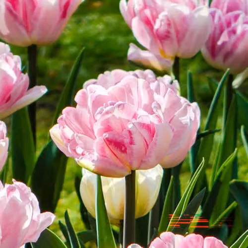 YouGarden Double Pink Tulip Bulbs, 40 Bulbs, Size 10/11 – 1