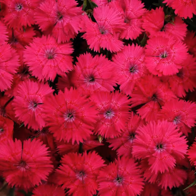 Plants By Post Dianthus Rose Pink Ornamental Garden Shrubs, 12 Plants