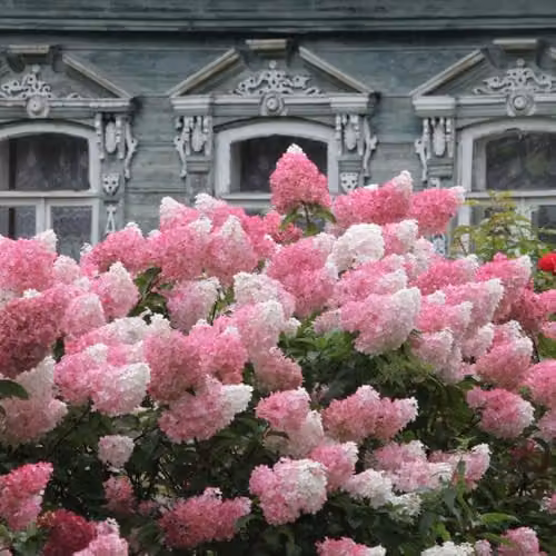 Thompson & Morgan Hydrangea paniculata Vanille Fraise Ornamental Shrub with Pink and White Flowers in a 30 Litre Pot – 1