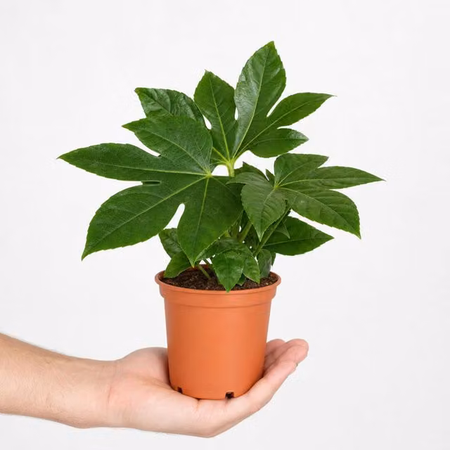 Plants By Post Fatsia Japonica Large Green Ornamental Indoor Foliage Plant, 1L
