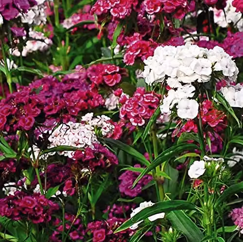 Thompson and Morgan Sweet William Mixed Colour Hardy Perennial Plug Plants, 6 Pack – 2