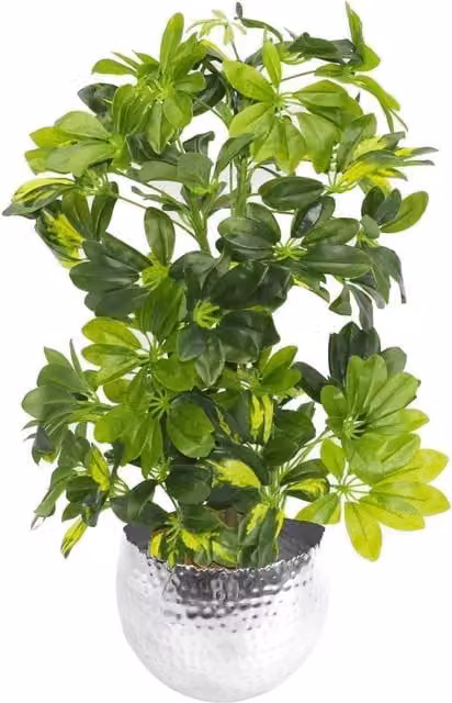 Leaf Design UK Artificial Golden Capella Potted Plant in a Silver Metal Planter, Green, Height: 75 cm
