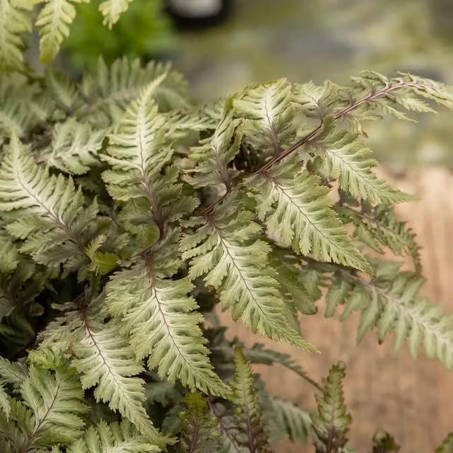 Marshalls Garden Athyrium niponicum Niponicum Metallicum Perennial Ornamental Plant, Black, Silver and Green, Pack of 3