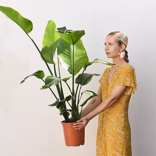 Thompson and Morgan Strelitzia Nicolai Indoor Perennial Houseplant with Glossy Green Foliage, 21cm Pot – 1