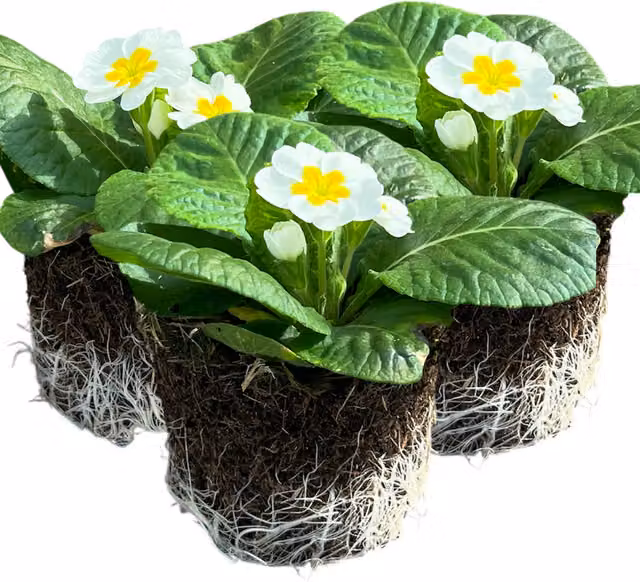 Plants by Post Primula vulgaris Primrose White and Yellow Perennial Outdoor Flowers in 10.5cm Pots, Pack of 3