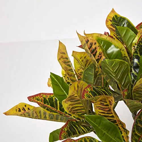Homescapes Rushfoil Artificial Potted Croton Plant in Green, Yellow and Red with Black Pot, Height: 65 cm – 3