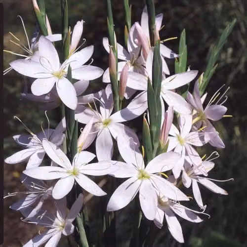 Thompson and Morgan Hesperantha coccinea Pink Princess Pink Perennial Plant, 9cm Pot
