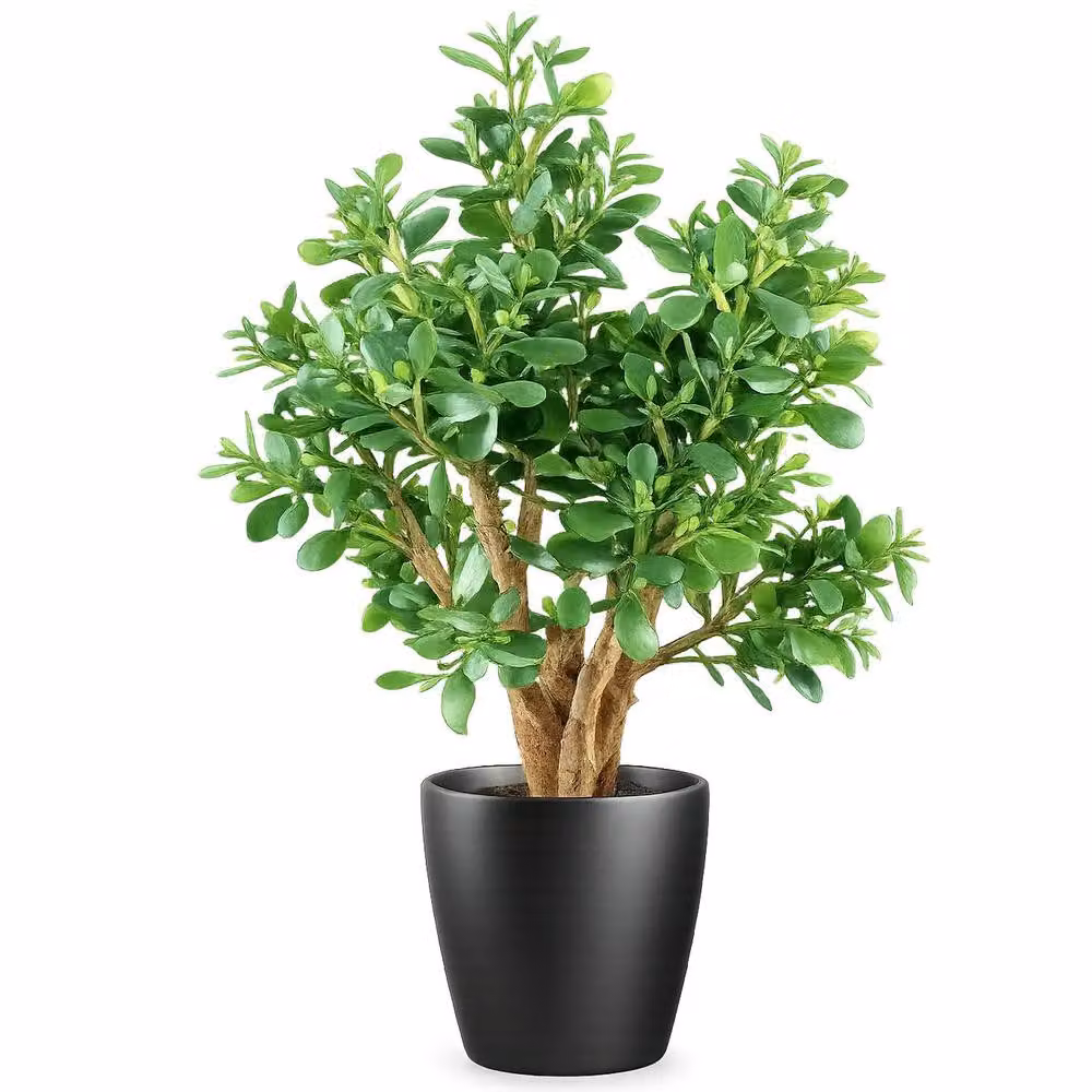 Leaf Premium Deluxe Artificial Jade Plant in Green, Height: 70 cm – 2