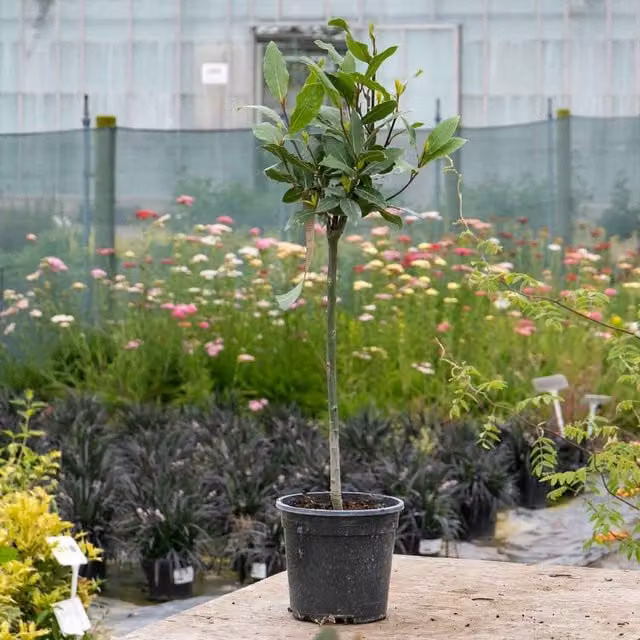 Marshalls Garden Laurus Bay Tree Pair, Green, Height: 50-70 cm