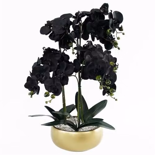 Leaf Design UK Realistic Artificial Orchid Flower Display in a Green, Black and Gold Ceramic Planter, Height: 60 cm, Width: 40 cm, Depth: 40 cm