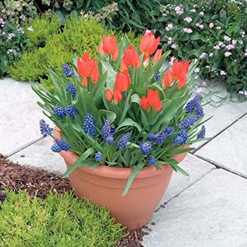 YouGarden Plant-o-Mat Tulip and Muscari Planting Kit with 19 Bulbs in Purple, Blue and Multicolour – 2