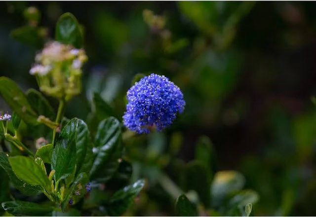 Direct Plants Ceanothus Skylark Blue Californian Lilac Ornamental Shrub Plant in 3 Litre Pot