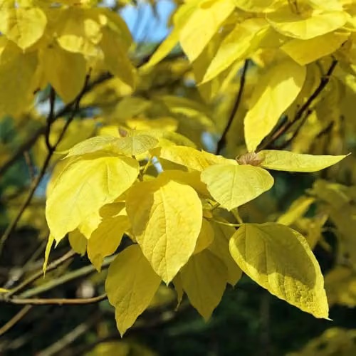 YouGarden Golden Indian Bean Tree Catalpa bignonioides Aurea Ornamental Plant in 5 Litre Pot – 3