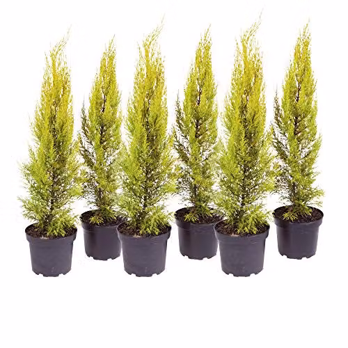 You Garden Set of 3 Goldcrest Cupressus Conifer Macrocarpa Trees in 10.5cm Pots, Height: 28-30cm – 4