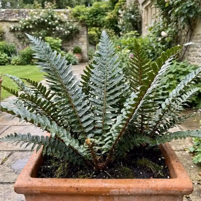 Plants By Post Polystichum Braunii Holly Fern, 1L Potted, Green and Silver