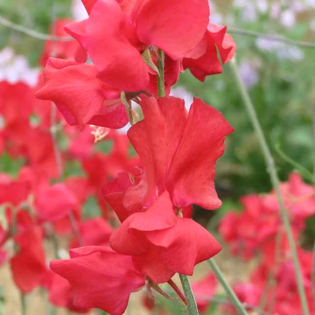 Unwins Westminster Sweet Pea Flower Seeds, Red
